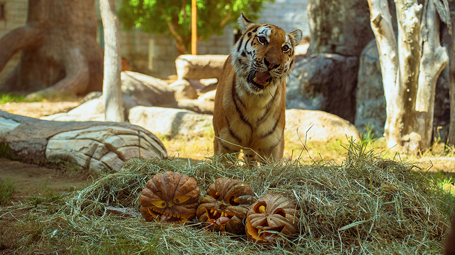 Experience Halloween @ Emirates Park Zoo & Resort – “Creepy Carnival”