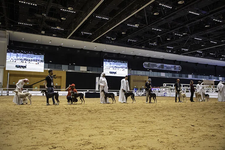 Arabian Saluki Beauty Contest showcases Arabian heritage at ADIHEX 2025