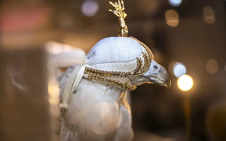 Emirati falconry soars through tradition and time