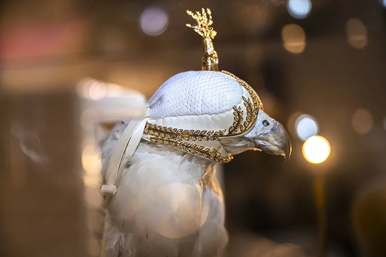 Emirati falconry soars through tradition and time