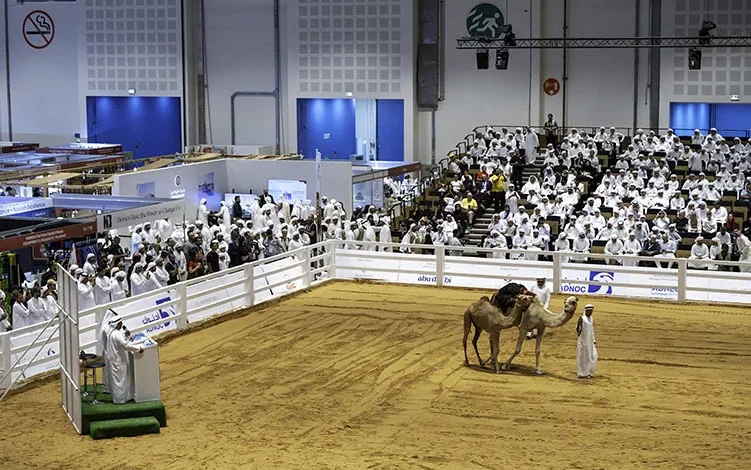 Exceptional Arabian Camel Auction at ADIHEX 2025 Records AED 1.77 Million in Sales on Day Three of ADIHEX 2025