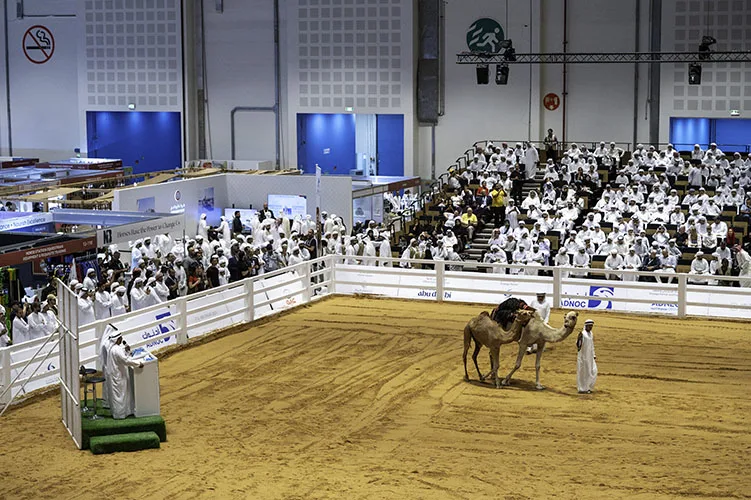 Exceptional Arabian Camel Auction at ADIHEX 2025 Records AED 1.77 Million in Sales on Day Three of ADIHEX 2025